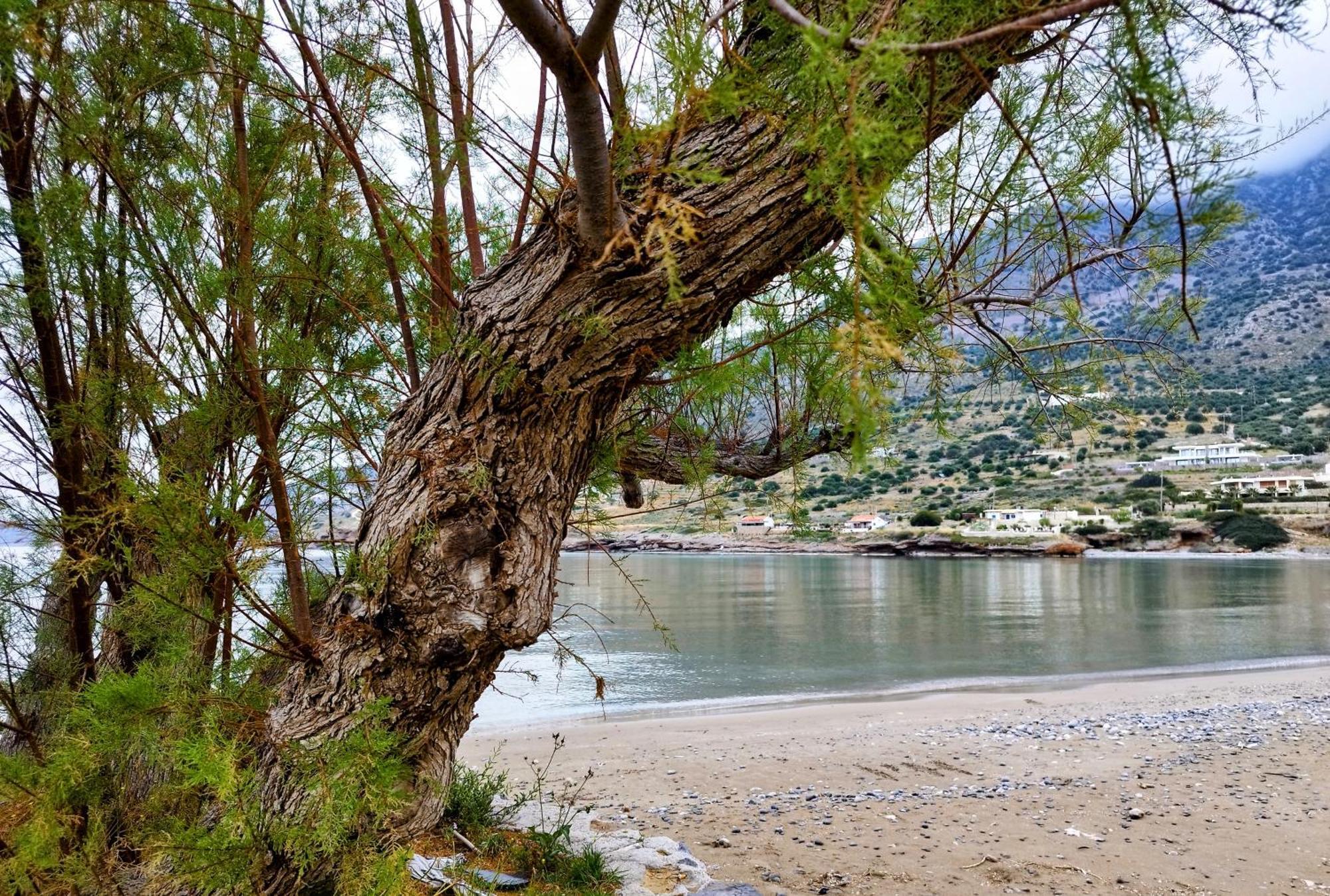 Tholos Alexandra'S Beachfront House Kavoúsion Екстериор снимка